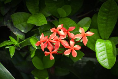 Ixora chinensis, commonly known as Chinese ixora, is a species of plant of the genus Ixora. Rubiaceae flower, Ixora coccinea in the garden