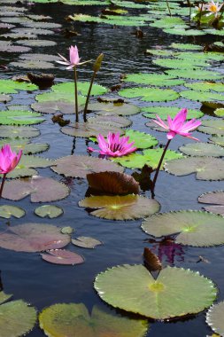 A beautiful pink waterlily or lotus flower in pond. Many blooming lotuses