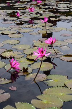 A beautiful pink waterlily or lotus flower in pond. Many blooming lotuses