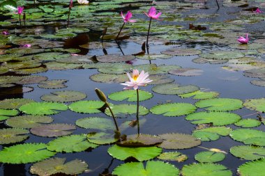 A beautiful pink and white waterlily or lotus flower in pond. Many blooming lotuses