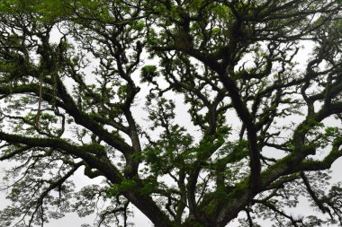Close-up large Samanea saman tree with branch. Green cover. Canopy of a rain-tree (Samanea saman)