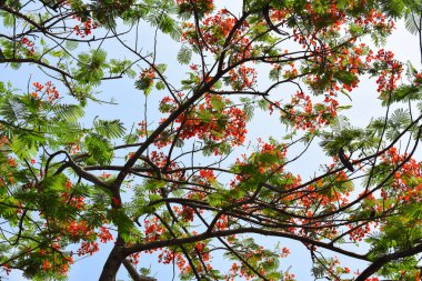 View of Malang Tugu Square with beautiful garden Lotus Flower park is located in front of City Hall (Balai Kota Malang).