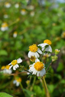 yellow and white flowers on a green grass field. little wild flower