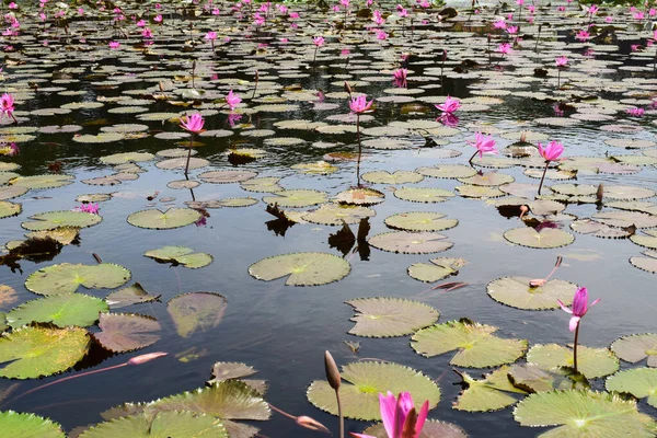 A beautiful pink waterlily or lotus flower in pond. Many blooming lotuses