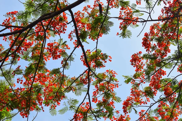 Red phoenix flowers bloom in summer. Common name in English is: Flamboyant, Royal Poinciana tree and Mohur.