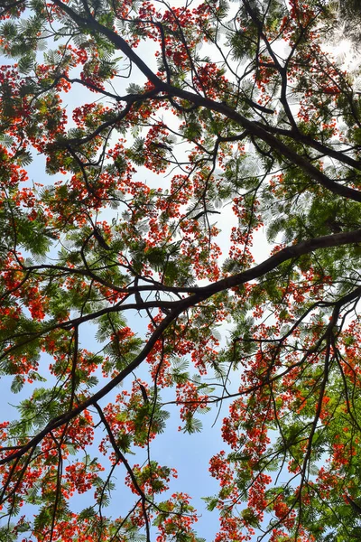 Red phoenix flowers bloom in summer. Common name in English is: Flamboyant, Royal Poinciana tree and Mohur.