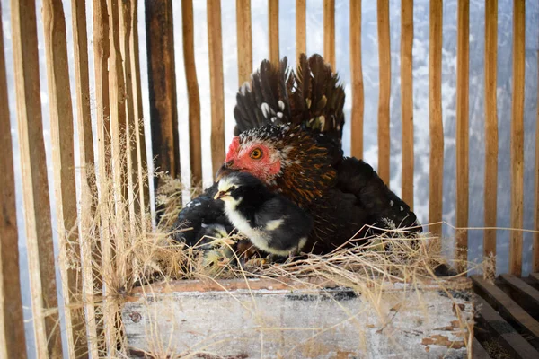 Hen incubating eggs in the straw in the coop. And chicks