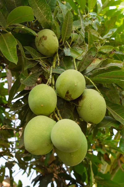 Fresh green mangoes on a mango tree. Young mango.