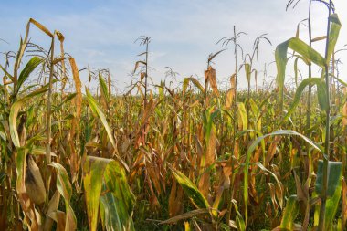 Corn field close up. Selective focus. Corn plantations that are turning yellow in the summer farming season.