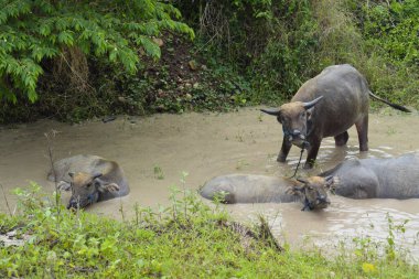 Brown water buffalo are bathing in the mud. Refreshment of Water buffalo