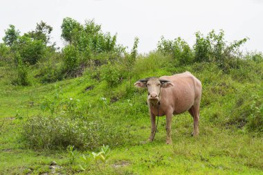 Buffalo walks to eat grass in a wide field. young buffalo