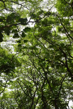 Tree branches and sky seen from low angle. in the morning