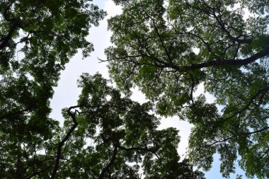Tree branches and sky seen from low angle. in the morning