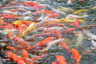 Japan koi fish or Fancy Carp swimming in a black pond fish pond. Popular pets for relaxation and feng shui meaning. Popular pets among people
