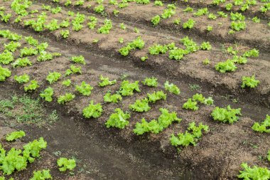 Leaf mustard greens grow at vegetable garden. Chinese Mustard Green vegetable planting with soil, organic,Vegetable