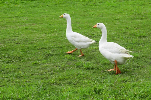 Two white domestic goose. White goose standing on the green grass on the farm.