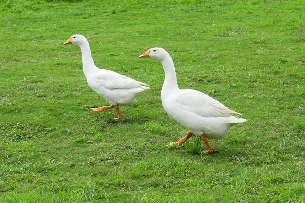 Two white domestic goose. White goose standing on the green grass on the farm.