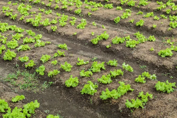 Leaf mustard greens grow at vegetable garden. Chinese Mustard Green vegetable planting with soil, organic,Vegetable