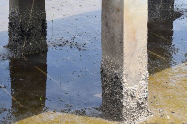 Sea shells stuck to the foundation of the coastal bridge. the weather is fine