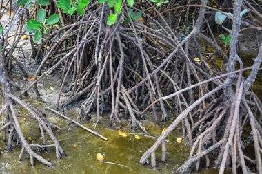 Mangrov ormanlarında dal kökleri suda yetişen mangrov ağaçları..