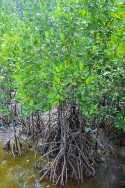 The beautiful natural mangrove trees in the sea