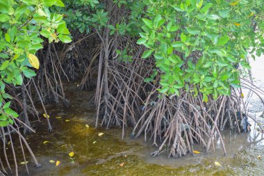 The beautiful natural mangrove trees in the sea