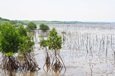 Mangrove shoots grow in a Mangrove forest. Located in the beach area
