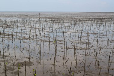 Mangrove shoots grow in a Mangrove forest. Located in the beach area
