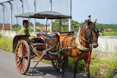 Pasuruan - November 21 2022 : A horse-drawn carriage (Delman) is running looking for passengers on the road. East Java, Indonesia