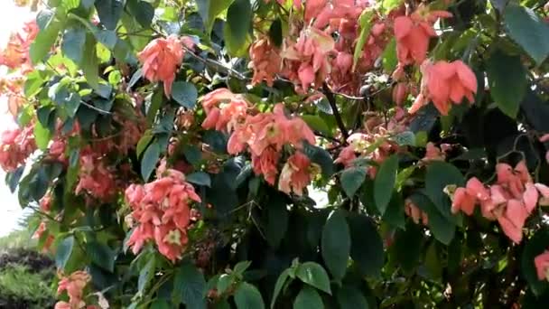 庭の装飾のために美しく咲くムッサエンダやヌサインドピンクの花 — ストック動画