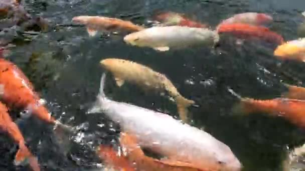 Japan Koi Fish Fancy Carp Swimming Black Pond Fish Pond — стоковое видео