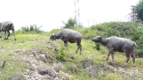 Brown Water Buffalo Walks Eat Grass Wide Field — 图库视频影像