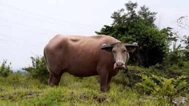 Buffalo walks to eat grass in a wide field. young buffalo