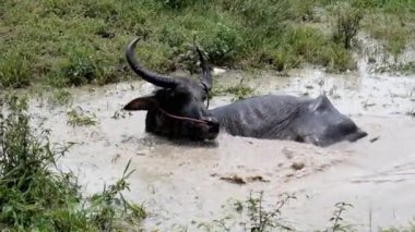 Brown water buffalo are bathing in the mud. Refreshment of Water buffalo