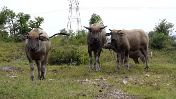 Brauner Wasserbüffel Geht Auf Einem Weiten Feld Gras Fressen — Stockvideo