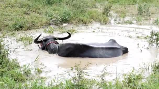 Brown Water Buffalo Bathing Mud Refreshment Water Buffalo — Αρχείο Βίντεο