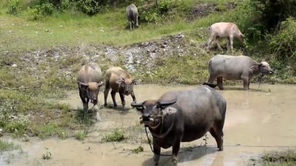 Brown Water Buffalo Bathing Mud Refreshment Water Buffalo — Stockvideo