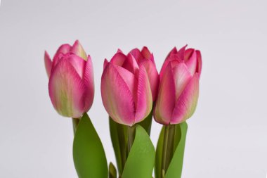 Yapay pembe laleler. Beyaz arkaplanda izole edilmiş plastik süs bitkisi