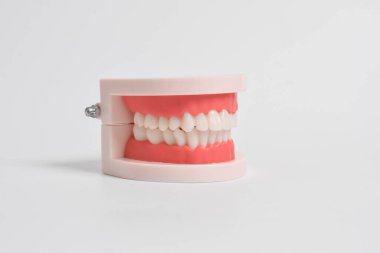 Beyaz arka planda izole edilmiş ağız hijyeni eğitimi için diş modeli