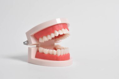 Beyaz arka planda izole edilmiş ağız hijyeni eğitimi için diş modeli