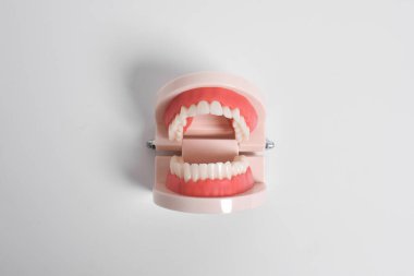 Beyaz arka planda izole edilmiş ağız hijyeni eğitimi için diş modeli