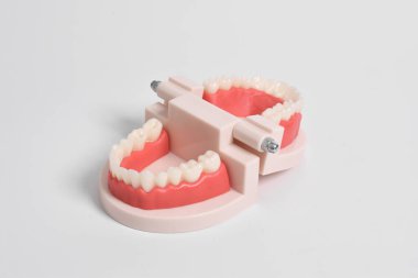 Beyaz arka planda izole edilmiş ağız hijyeni eğitimi için diş modeli