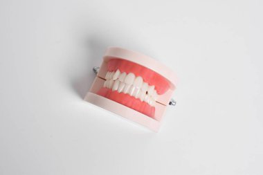Beyaz arka planda izole edilmiş ağız hijyeni eğitimi için diş modeli