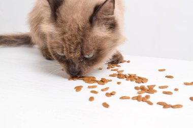 Kahverengi bir kedi beyaz bir odada kuru yiyecekler yiyor, balık şeklinde kuru kedi maması bir kedi tarafından yalanıyor. Seçici odak