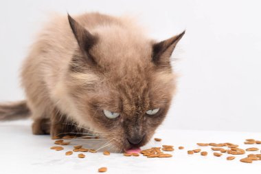 Kahverengi bir kedi beyaz bir odada kuru yiyecekler yiyor, balık şeklinde kuru kedi maması bir kedi tarafından yalanıyor. Seçici odak