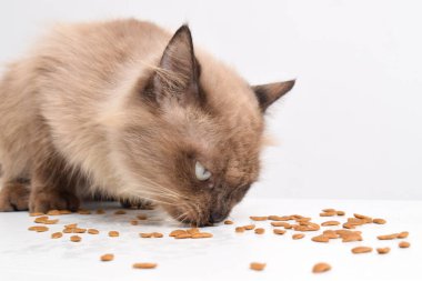 Kahverengi bir kedi beyaz bir odada kuru yiyecekler yiyor, balık şeklinde kuru kedi maması bir kedi tarafından yalanıyor. Seçici odak