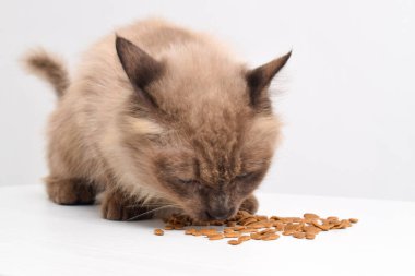Kahverengi bir kedi beyaz bir odada kuru yiyecekler yiyor, balık şeklinde kuru kedi maması bir kedi tarafından yalanıyor. Seçici odak