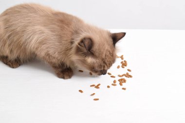 Kahverengi bir kedi beyaz bir odada kuru yiyecekler yiyor, balık şeklinde kuru kedi maması bir kedi tarafından yalanıyor. Seçici odak