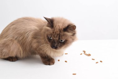 Kahverengi bir kedi beyaz bir odada kuru yiyecekler yiyor, balık şeklinde kuru kedi maması bir kedi tarafından yalanıyor. Seçici odak