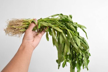 El ele tutuşan taze su ıspanağı beyaz arka planda izole edilmiş..